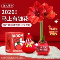 京东鲜花有钱花朱顶红礼盒版蜡球周长25-27cm随机年宵礼物源头直发