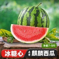 京觅 沙地麒麟少籽甜西瓜 净重7-9斤 新鲜水果时令生鲜应当季源头直发
