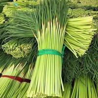 【2026新蒜苔】新鲜精品长短蒜苔鲜嫩蒜薹正宗红帽蒜苔 红帽蒜台净重4.5斤