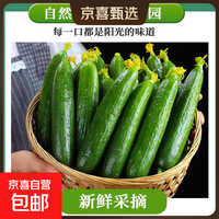 山东小黄瓜新鲜水果黄瓜现摘生吃脆甜青产地现摘现发（试用） 带箱 2斤 （净重 1.8斤）
