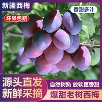 薏品甄鲜西梅 蓝蜜西梅 新鲜采摘 产地直发 急速达 中秋节礼物 净重4.5斤 单果20g+
