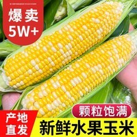 中鲜生云南水果玉米 新鲜甜玉米 现摘玉米棒 生鲜蔬菜可生吃火锅食材 5斤 水果玉米【净重】约5-8根