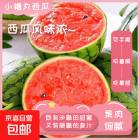 正宗2k超甜手剥小糖丸小西瓜新鲜采摘应季新鲜采摘西瓜水果 净重1.5-2斤单粒装
