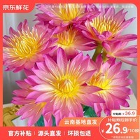 京东鲜花粉色睡莲10支广东鲜花基地直发节日礼物生日礼物送女友源头直发