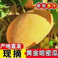 久雅优鲜山东黄金哈蜜瓜 脆甜可口密瓜网纹瓜 现摘应季新鲜水果整箱批发 净重5-7斤(1-2个)脆甜多汁