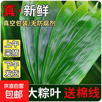 新鲜粽子叶家用端午节包粽子叶专用特大号箬叶天然无添加 一包50片(净重150g)