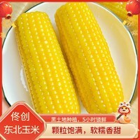 佟创东北黄糯玉米 新鲜糯甜玉米棒 代餐轻食真空包装玉米生鲜 东北黄糯玉米200g*8