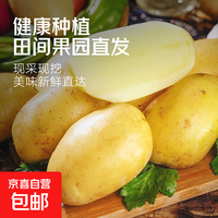 河南新鲜黄皮黄心土豆现挖洋芋土豆马铃薯 新鲜现货河南产地直发 黄心土豆 中果 2斤