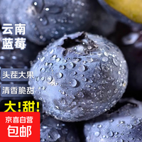 云南高山蓝莓特大果头茬鲜果新鲜蓝莓水果当应季自带花香整箱脆甜 品质中果【单果15mm+】 4盒小份装【70g/盒】
