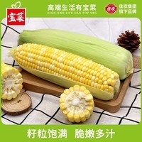 宝菜玉米云南新鲜金银玉米带皮水果玉米棒低脂减肥早餐 整箱包邮 净重3斤【皮薄汁多】