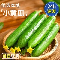 京鲜生 山东精品嫩水果黄瓜 净重4斤 单根70g+ 荷兰小青瓜 源头直发