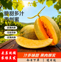 季节集海南哈密瓜西州蜜 源头直发包邮B 精选2个瓜5斤装——净重4.5-5斤