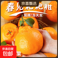 春见耙耙柑 应季鲜果 果肉细腻无渣 皮薄易剥产地直发 带箱4斤中大果（单果70mm+）