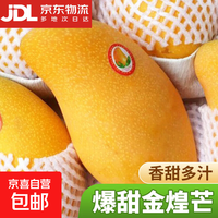 芒果金煌芒水仙玉芒果青皮大芒果甜心芒新鲜水果次日孕妇达送礼 净重2斤装 【一人食】 甄选特级果【单果250g+】