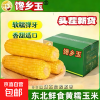 东北黄糯玉米头茬东北黄糯玉米非转基因新鲜真空包装试用甜糯玉米 东北黄糯玉米200g*4支