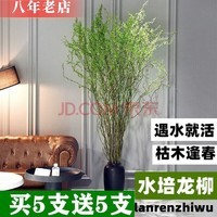 雅卉龙柳干树枝水培龙柳鲜枝水养懒人植物室内客厅落地长杆鲜花1.5米 龙柳10枝1.5米左右高
