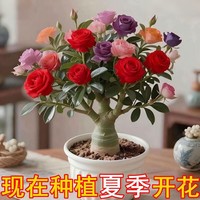 沙漠玫瑰盆栽重瓣四季盆栽沙漠玫瑰耐旱好养活南北方栽花卉绿植 沙漠玫瑰盆栽 1盆