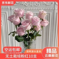 京东鲜花精品水养无土栽培年宵花情人节限定粉红雪山10支装 45CM 源头直发