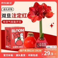 京东鲜花朱顶红礼盒版蜡球周长26-28cm品种随机圣诞节日礼物源头直发