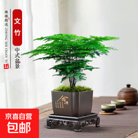 绿萝文竹九里香小叶赤楠禅意盆栽办公室桌面植物小盆景绿植花卉苗 文竹+舍得盆+方底托+青苔