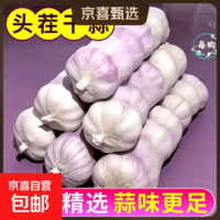 大蒜精装出口蒜出蔬菜水果调料牛肉生蚝小龙虾食材 出口标准网袋装箱 5斤 中果直径4cm