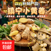产地直发贵州镇宁新鲜现挖小黄姜生姜黄姜调味料新鲜蔬菜生鲜 净重 500g