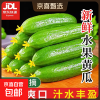 【超市品质】山东新鲜水果黄瓜嫩青瓜生吃蘸酱生鲜蔬菜减肥搭配 山东水果黄瓜 2斤 (净重 1.7斤)