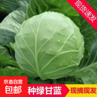 寿光绿甘蓝包心菜牛心菜莲花大白菜卷心菜应季绿叶蔬菜产地直发 带箱5-5.5斤(2-3颗 净重5斤)