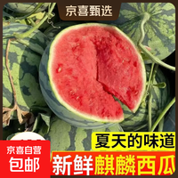 一级果正宗无籽美都麒麟西瓜安徽砀山精品爆汁8424麒麟西瓜 净重4-5斤一个装