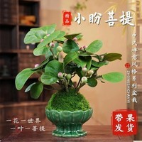 小盼菩提盆栽客厅绿植花卉办公室内工位桌面花卉盆景懒人好养 小盼菩提树-原盆原土1盆