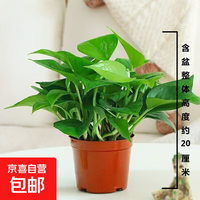 绿萝盆栽室内客厅办公室吸甲醛净化空气水培植物绿植花卉绿箩2 【1盆】绿萝+原盆原土 整体含盆高度20-25cm