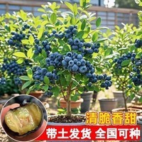 蓝莓苗盆栽绿植地栽蓝莓果树苗南北方种植阳台庭院种植好养活 蓝莓苗 1盆