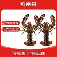 鲜京采 鲜活波士顿龙虾 净重400-500g/只*2只 端午 保活到家 源头直发