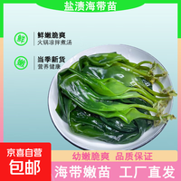 海带嫩苗霞浦海带苗火锅3秒菜凉拌菜海带苗海带嫩苗霞浦特产海产 [头水海带嫩苗]500g*1