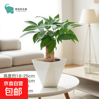 发财树盆栽绿植室内客厅桌面净化空气迷你摆件懒人好养花卉植物 单杆发财树+方韵树脂套盆