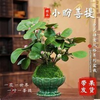 小盼菩提盆栽客厅花卉绿植办公室内工位桌面花卉盆景懒人好养 小盼菩提树-原盆原土1盆