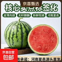 正宗冰糖麒麟美都无籽西瓜新鲜现摘现发皮薄肉甜河南夏邑源头直发 5-7斤1粒（净重5斤+）