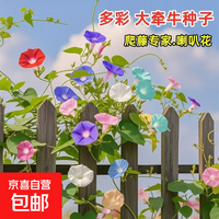 牵牛花喇叭花室外爬藤爬墙花卉混色开花不断盆栽易活播种 混色大牵牛花【一包约20粒】