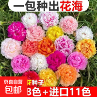 单瓣太阳花种子易活室外庭院花园网红冻不死花籽四季开花 混色太阳花【1包约7000粒】