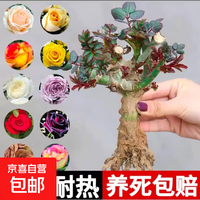 玫瑰老桩花苗室内外盆栽地栽阳台四季开花好养易活花卉月季 随机一颗