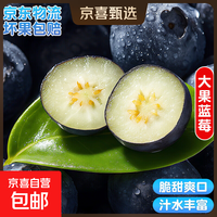 国产云南蓝莓【JD快递】超大果蓝莓新鲜 精选水果单盒净重70g+ 4盒装 多买多划算【70-90g/盒】 中果【单果15mm+】