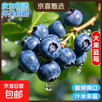 国产云南蓝莓【多地JD快递】精选超大果新鲜蓝莓 孕妇水果 4盒装 单盒净重70g+【70-90g/盒】 中果【单果15mm+】