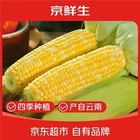 京鲜生云南水果玉米5斤 鲜甜玉米棒 甜脆多汁 新鲜蔬菜 源头直发包邮