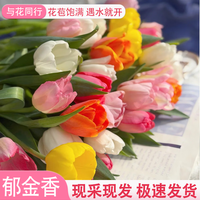 与花同行爆款郁金香鲜切花氛围感瓶插花云南基地直发室内家居办公室水培 【10枝】随机单色郁金香 生花苞发货 养护后开放变大