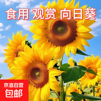 【渠道】食用向日葵种子一举夺魁金榜题名四季播种易活阳台观赏葵 粒粒精选/100%新种/向日葵种子 向日葵种子【5-8粒】+包发芽80存活率