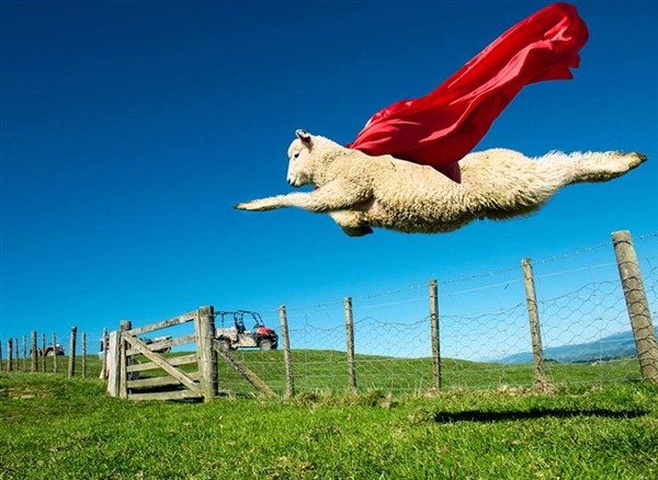 莫名其妙就火了小飞羊引发ps狂潮