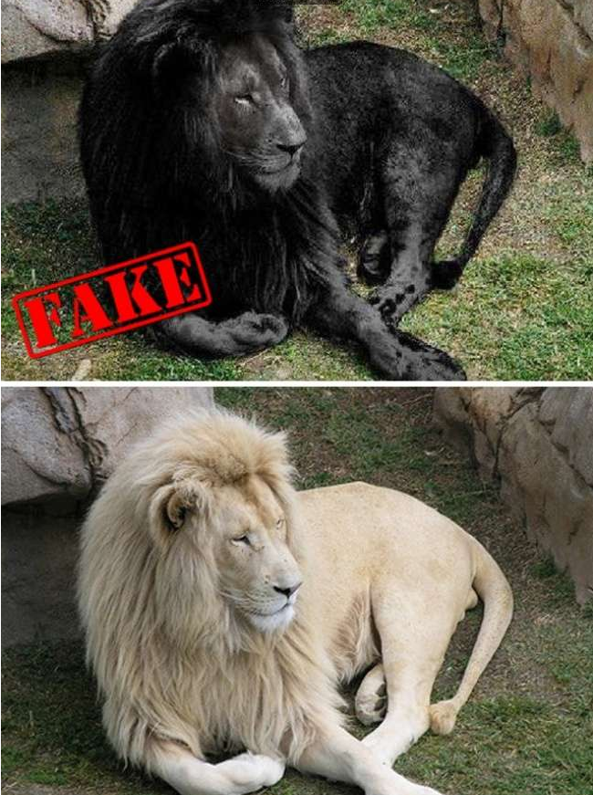 现实中确实存在黑狮子,但这张照片是ps的,不过原图的狮子看起来也很帅