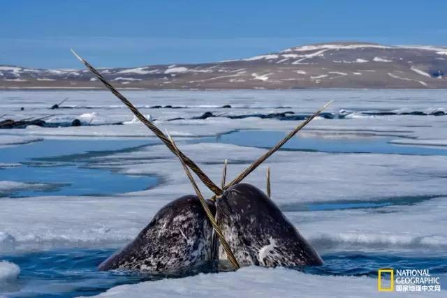 国家地理精选14张惊爆眼球的鲸鱼照片