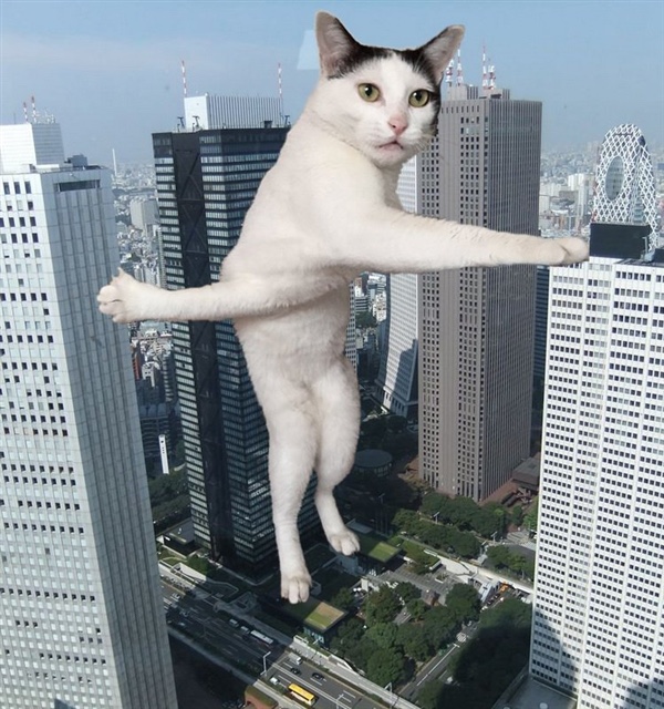 猫咪高难度搞笑姿势引网友脑洞大开