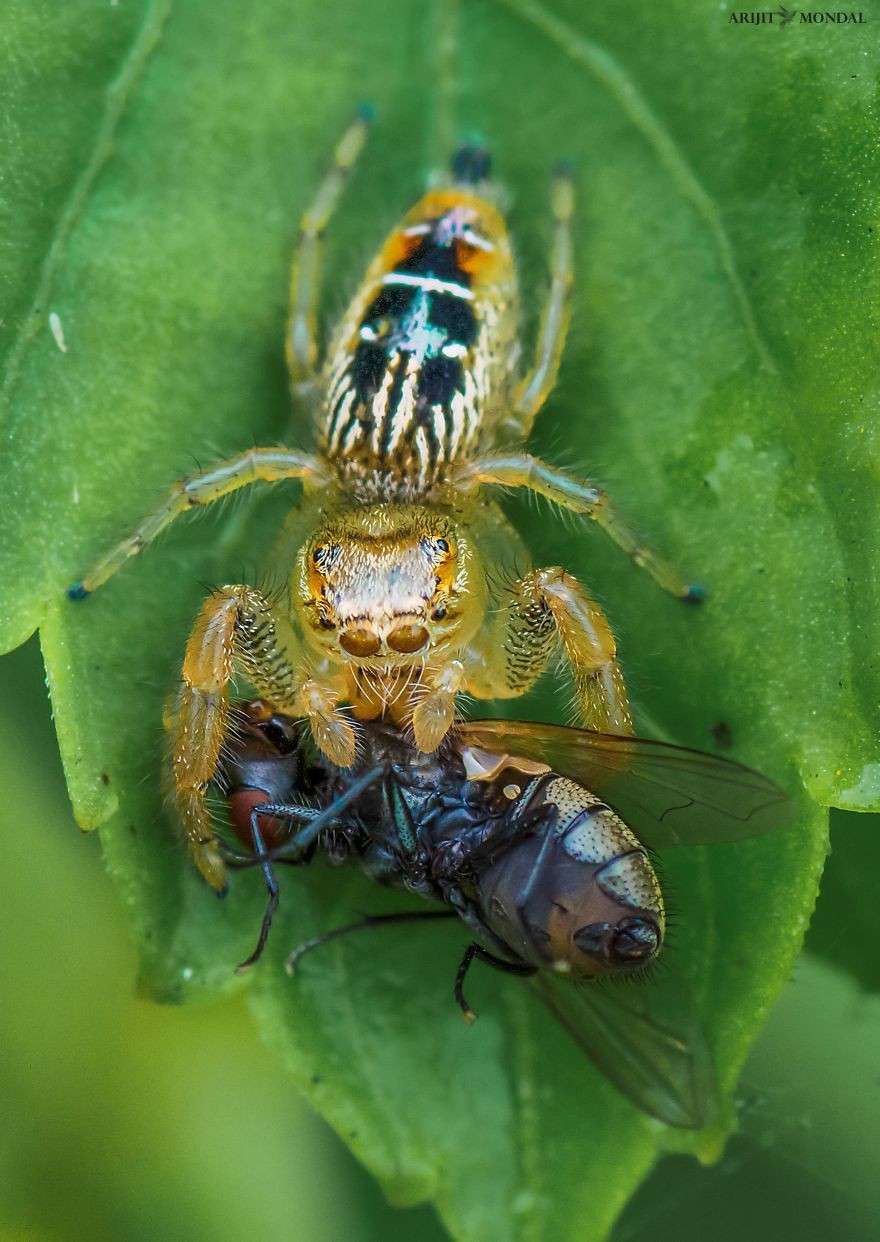 质感重口味超真实的昆虫系列微距摄影